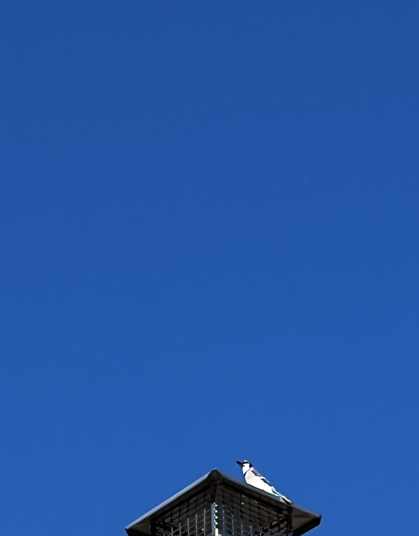 Bluejay, Blue Sky