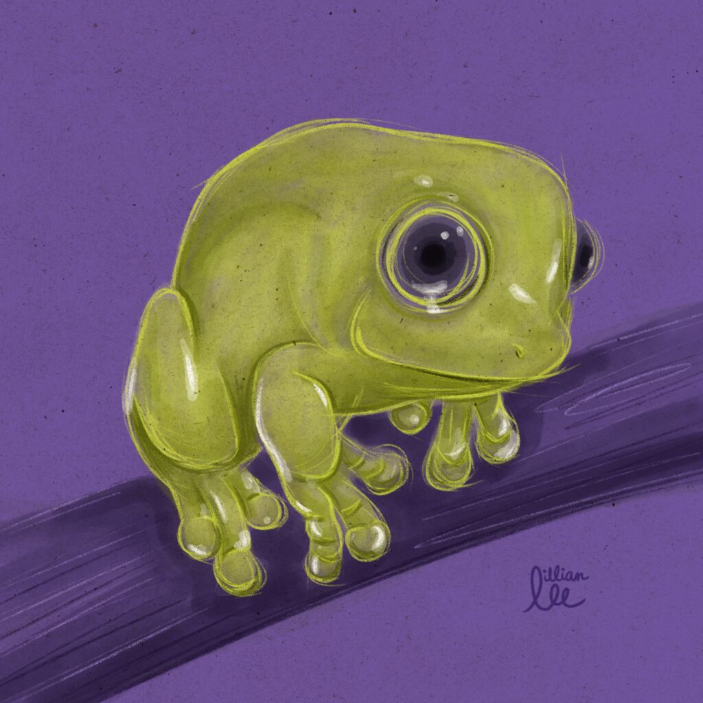 an illustration of a tree frog sitting on a branch by Lillian Lee